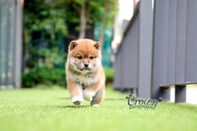 [Adopted Puppies] Shibainu(M) - Naruto