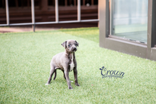 [Adopted Puppies] Italian Greyhound(M) - Rich