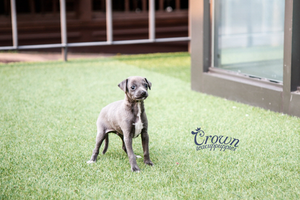 [Adopted Puppies] Italian Greyhound(M) - Rich