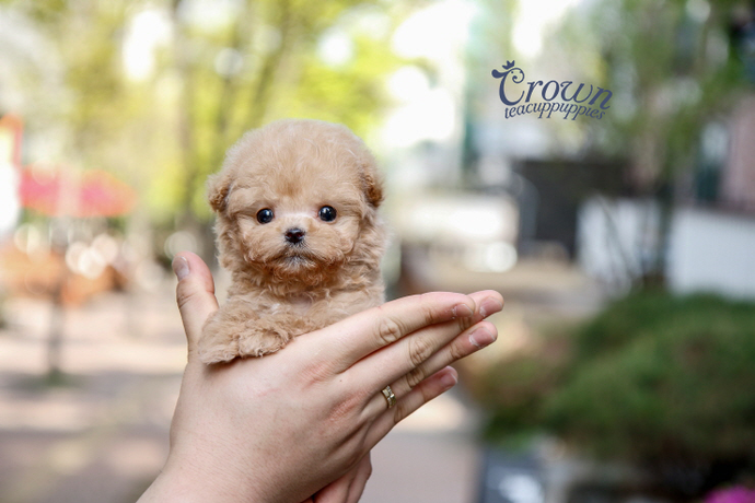 [Adopted Puppies] Toy Poodle(M) - Pori