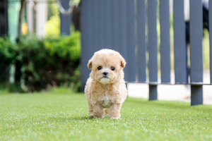 [Adopted Puppies] Toy Poodle(F) - Honey
