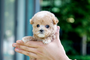 [Adopted Puppies] Toy Poodle(F) - Honey