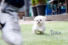 [Adopted Puppies] BichonFrise(M) - Ringo