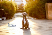 [Adopted Puppies] Italian Greyhound(M) - Rich