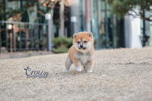 [Adopted Puppies] Shibainu(F) - Yuka