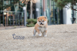 [Adopted Puppies] Shibainu(F) - Yuka