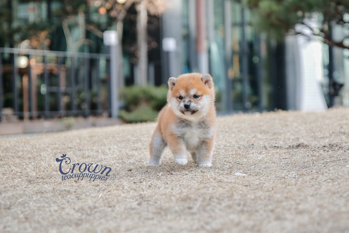 [Adopted Puppies] Shibainu(F) - Yuka